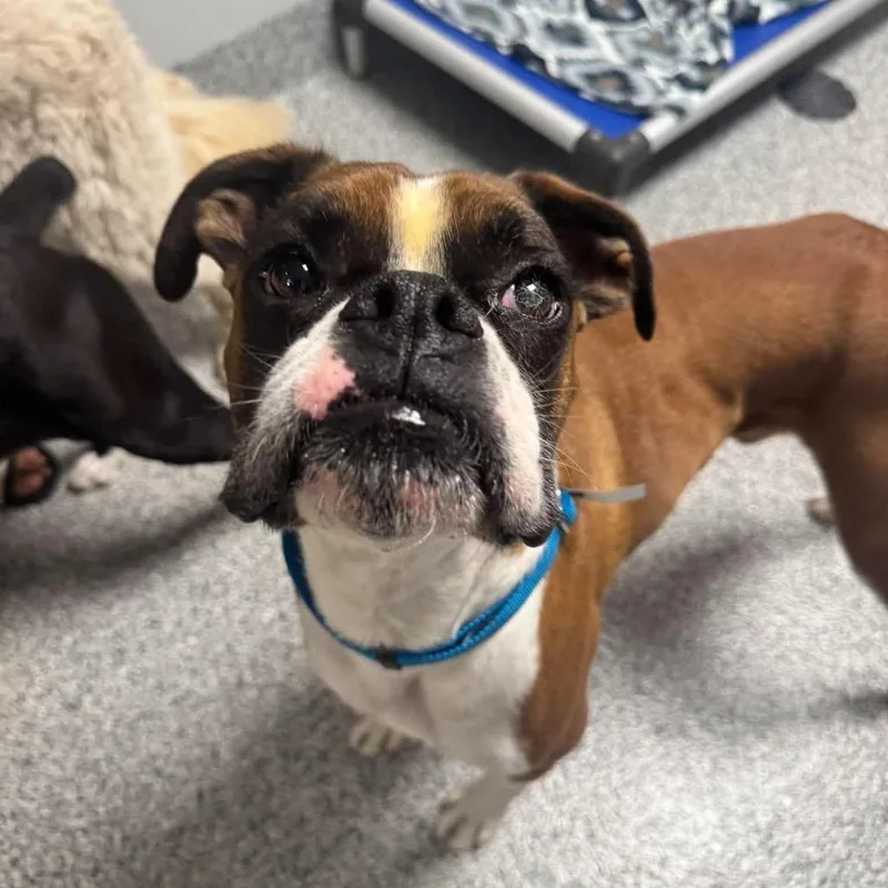 An adult medium-sized male Boxer dog named Putter for adoption in Wichita, KS