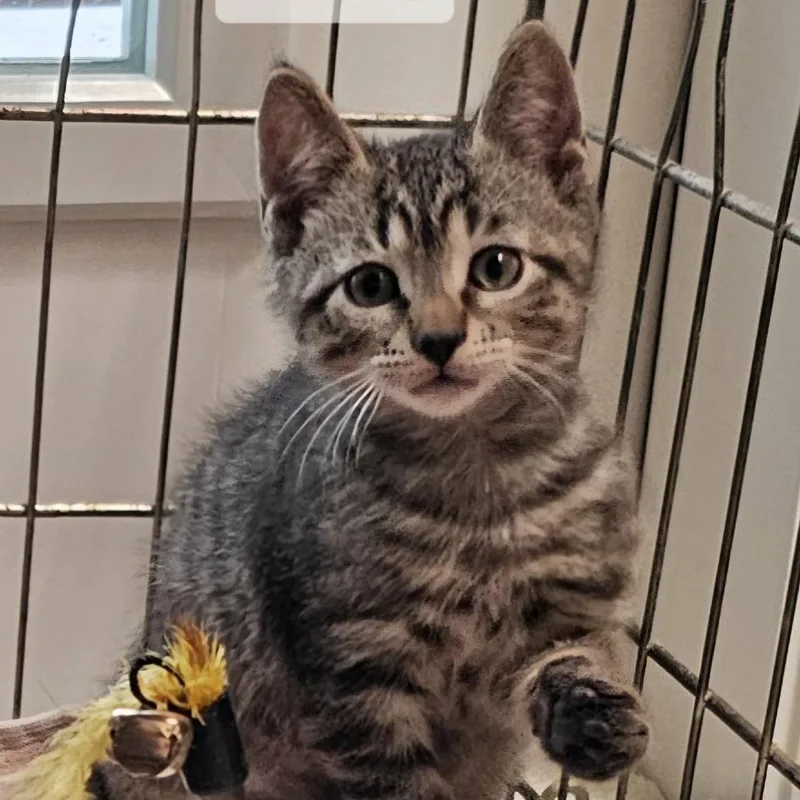 A baby small-sized male Gray / Blue / Silver Domestic Short Hair cat named Mickey for adoption in West Palm Beach, FL