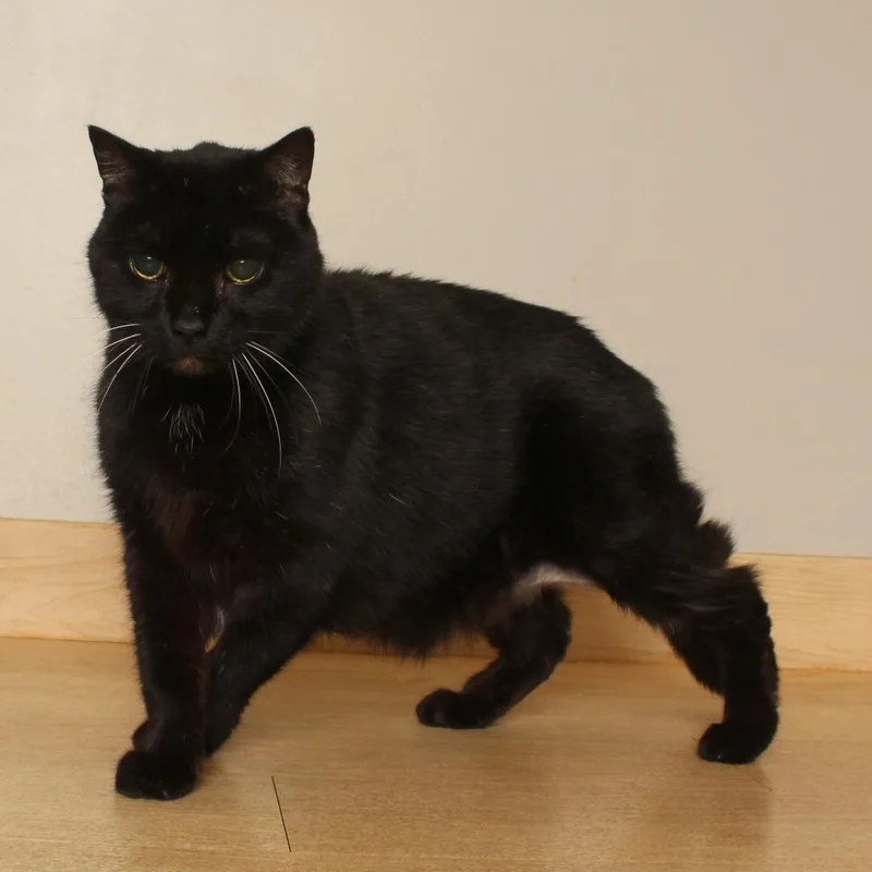 A senior large-sized male Domestic Short Hair cat named Merlin C for adoption in Minnetonka, MN