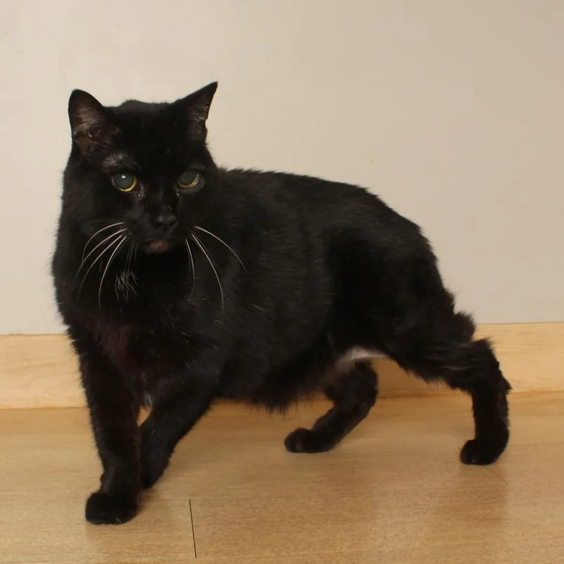 Merlin C thumbnail 2