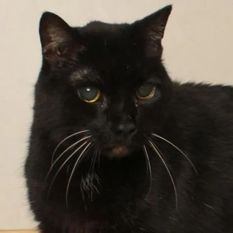 Merlin C thumbnail 3