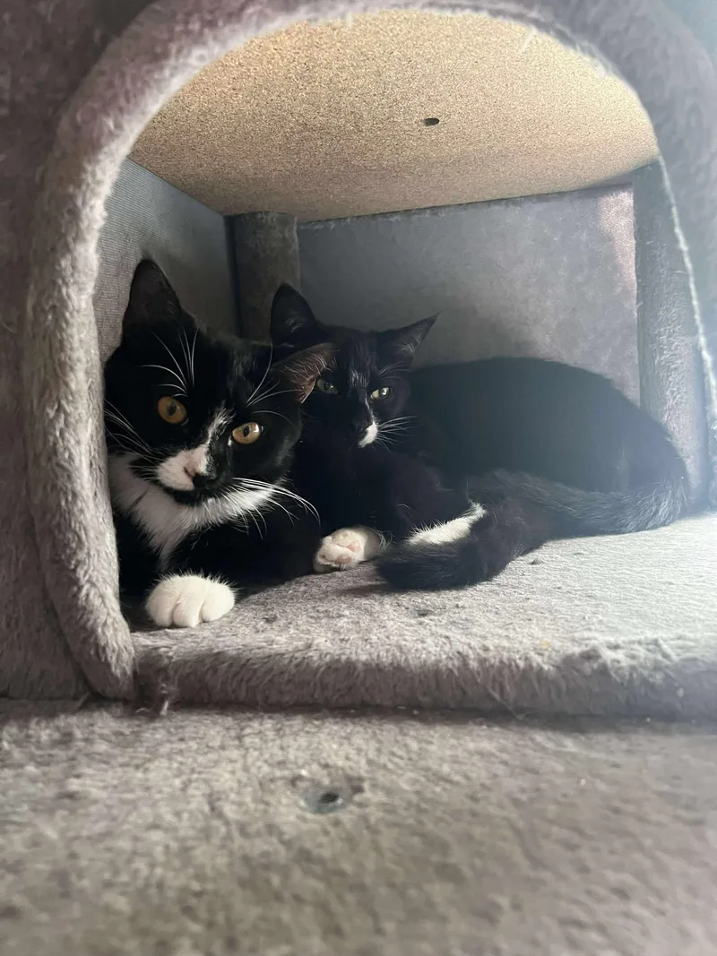 Princess Toad thumbnail 2