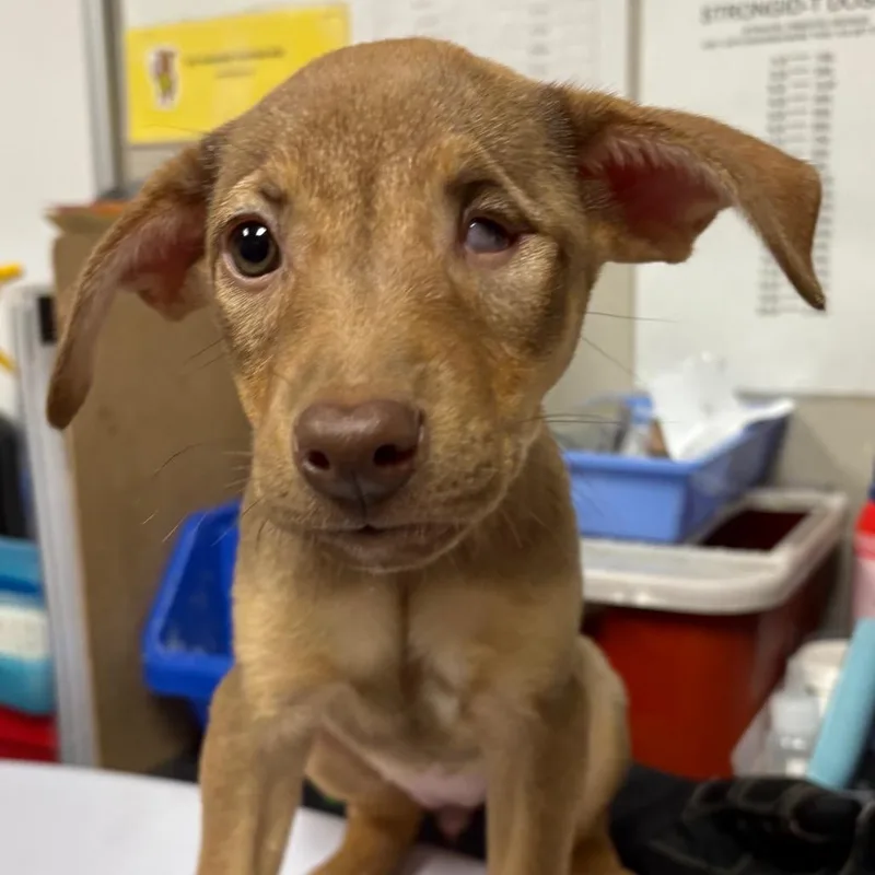 A baby small-sized female Yellow / Tan / Blond / Fawn Shepherd dog named Noosey for adoption in Yuma, AZ
