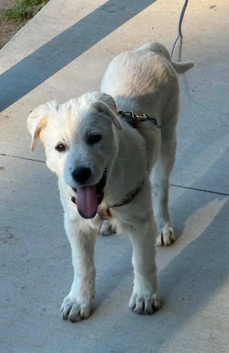 A baby extra large-sized female Great Pyrenees dog named Rosie for adoption in Dallas, TX