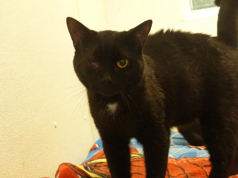 Zeus