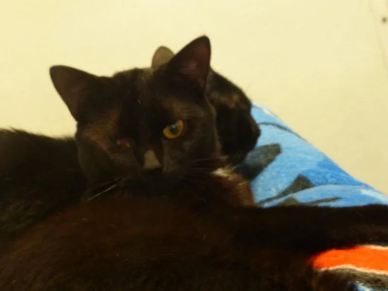 Zeus thumbnail 3