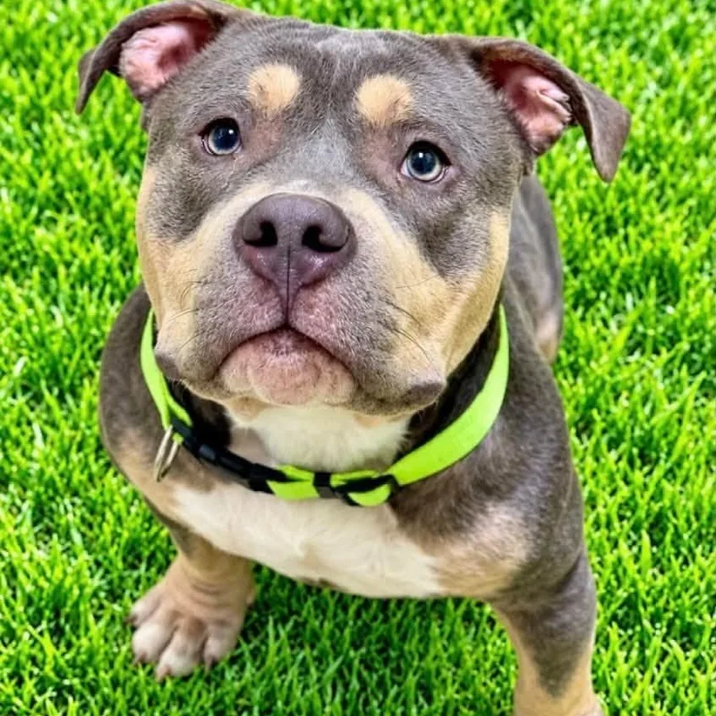 An adult medium-sized male Tricolor (Brown, Black, & White) American Bully dog named Maxx for adoption in Battle Creek, MI