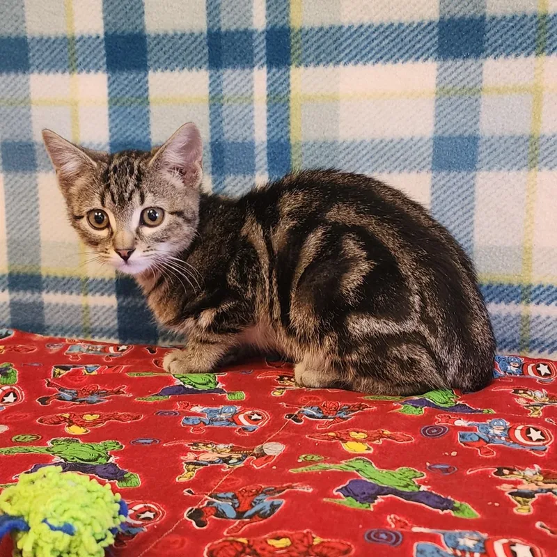 A young large-sized male Tabby (Brown / Chocolate) Domestic Short Hair cat named Flynn for adoption in ALPINE, TX