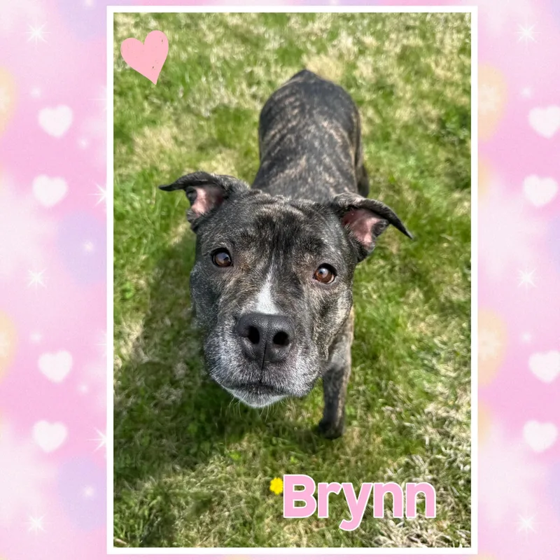An adult medium-sized female Brindle Pit Bull Terrier dog named Brynn for adoption in Mokena, IL