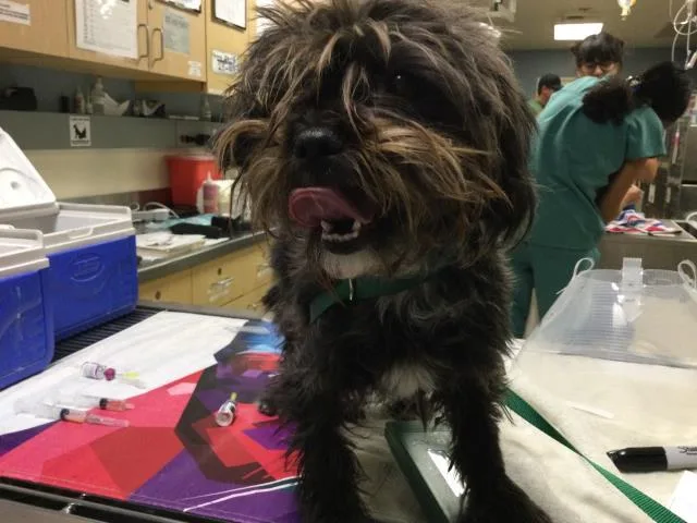 A young small-sized female Yorkshire Terrier dog named Bellamy for adoption in Riverside, CA