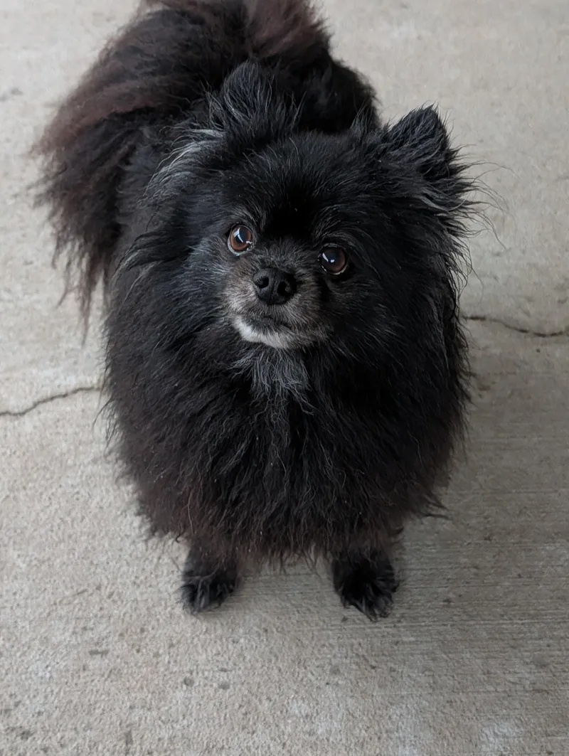 A senior small-sized male Black Pomeranian dog named Sport for adoption in Baton Rouge, LA