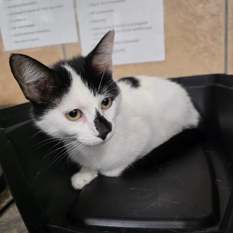 A young medium-sized female White Domestic Short Hair cat named Woozle for adoption in Eureka Springs, AR