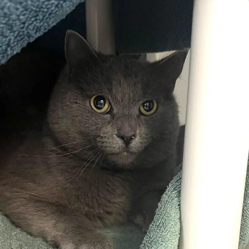 A young medium-sized male Gray / Blue / Silver Domestic Short Hair cat named Working Cat Murphy for adoption in Tacoma, WA