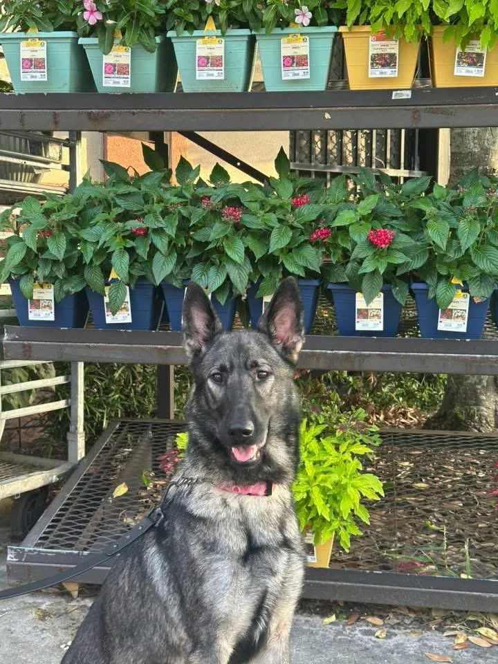 An adult medium-sized female German Shepherd Dog dog named Brie for adoption in Delray Beach, FL