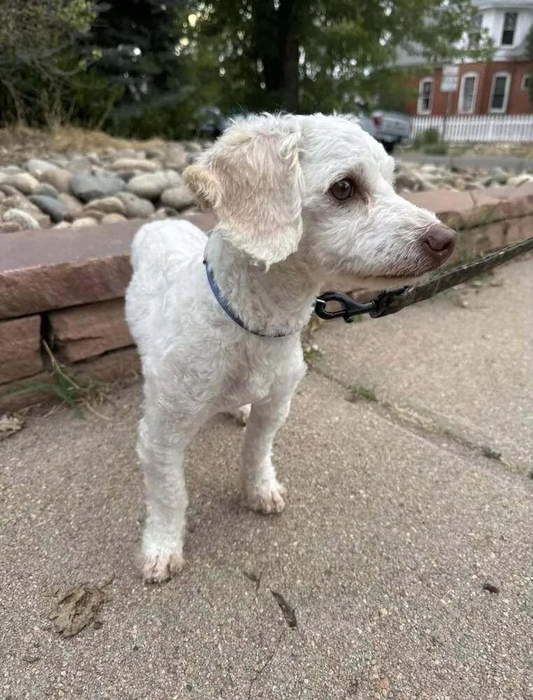 An adult small-sized male White / Cream Poodle dog named Willie for adoption in Parker, CO