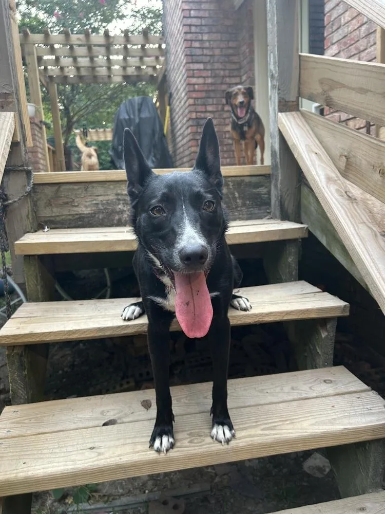 An adult large-sized female Border Collie dog named Mindy for adoption in Boston, MA