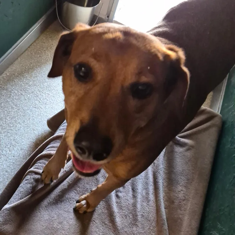A senior large-sized male Red / Chestnut / Orange Hound dog named Tex for adoption in Reno, NV