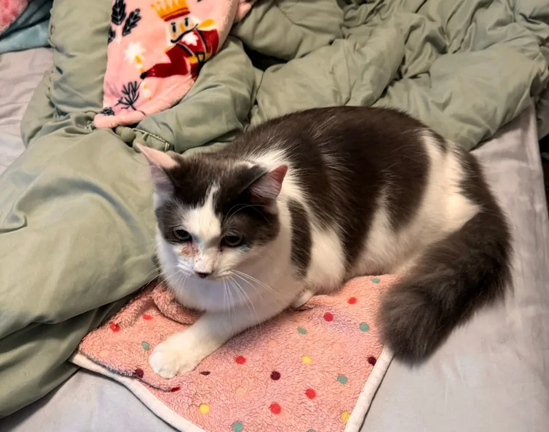 A young large-sized male Gray & White Domestic Long Hair cat named Angus for adoption in Richmond, TX
