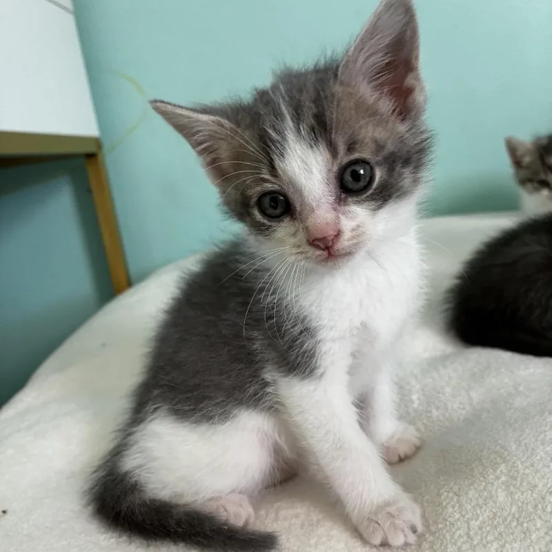 A baby small-sized male Gray / Blue / Silver Domestic Short Hair cat named Bullet for adoption in La Grange, KY