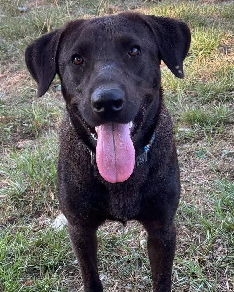A young medium-sized male Black Mixed Breed dog named Sprocket for adoption in Brookshire, TX