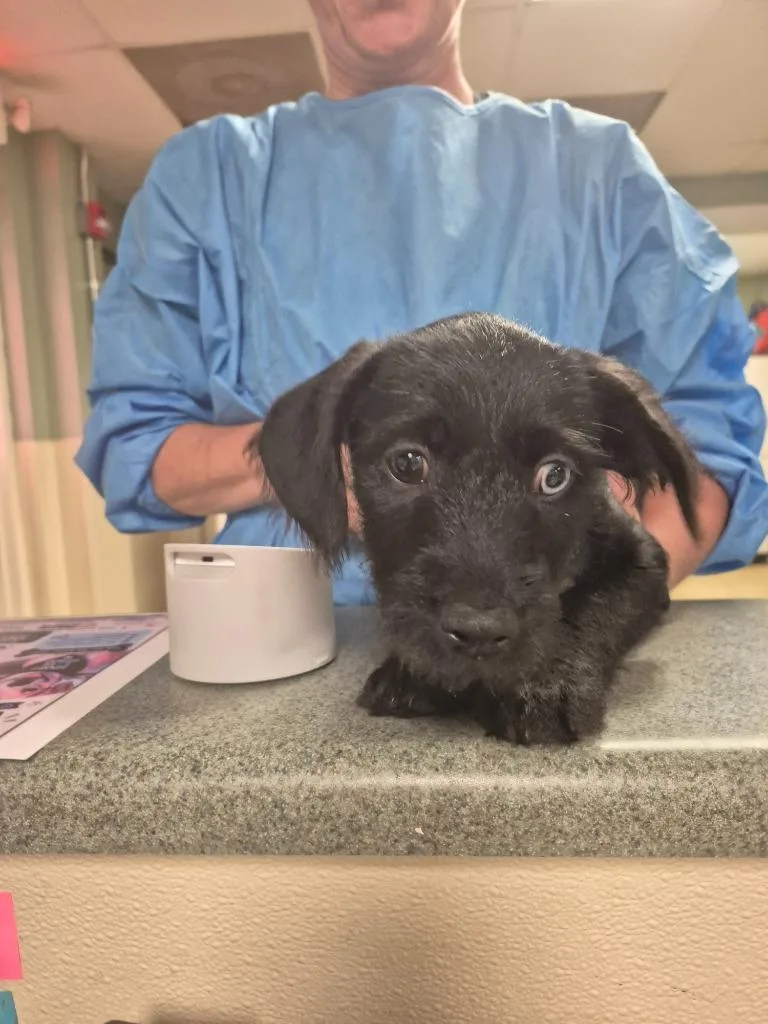 A baby small-sized female Mixed Breed dog named Savanna for adoption in Ellijay, GA