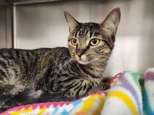 A young medium-sized female Domestic Short Hair cat named Found for adoption in Liberty, MO