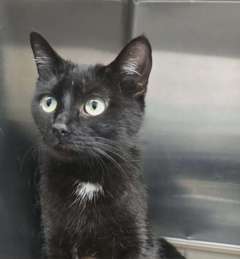 A young large-sized female Domestic Short Hair cat named Karen for adoption in Hillsdale, IN