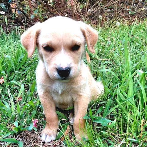 A baby medium-sized male Border Collie dog named Ozzy for adoption in Rutherfordton, NC