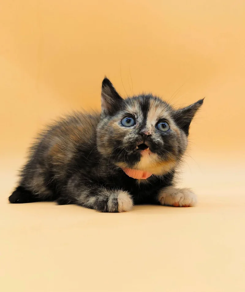 Figaro thumbnail 2