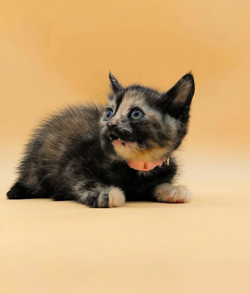 Figaro thumbnail 3