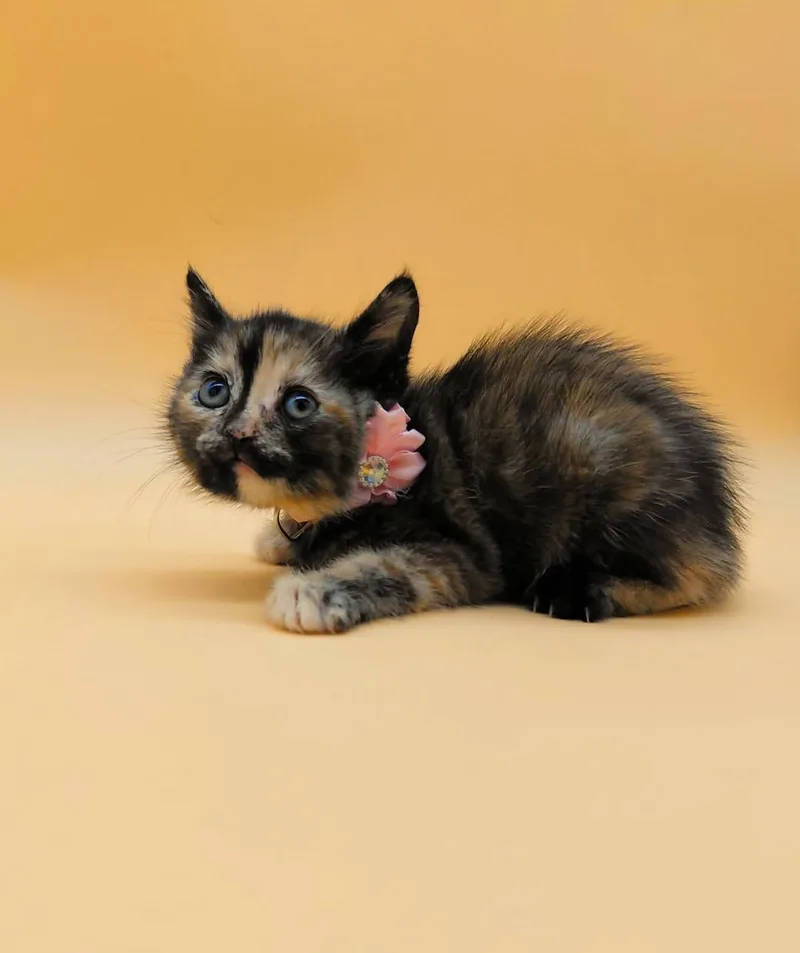 Figaro