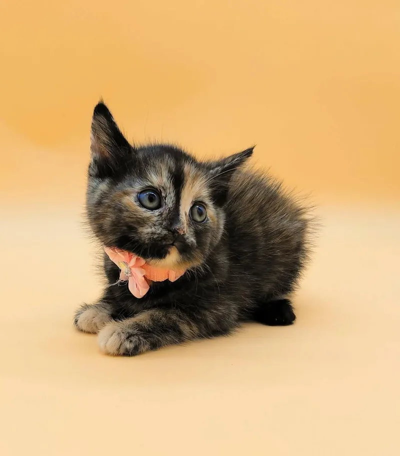 Figaro thumbnail 4