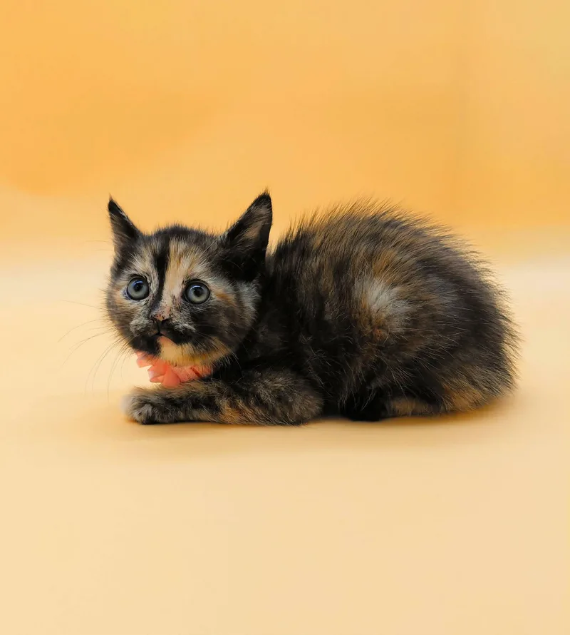 Figaro thumbnail 5