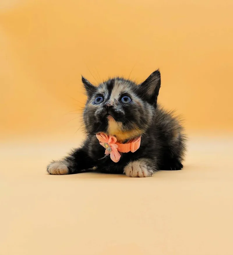 Figaro thumbnail 6