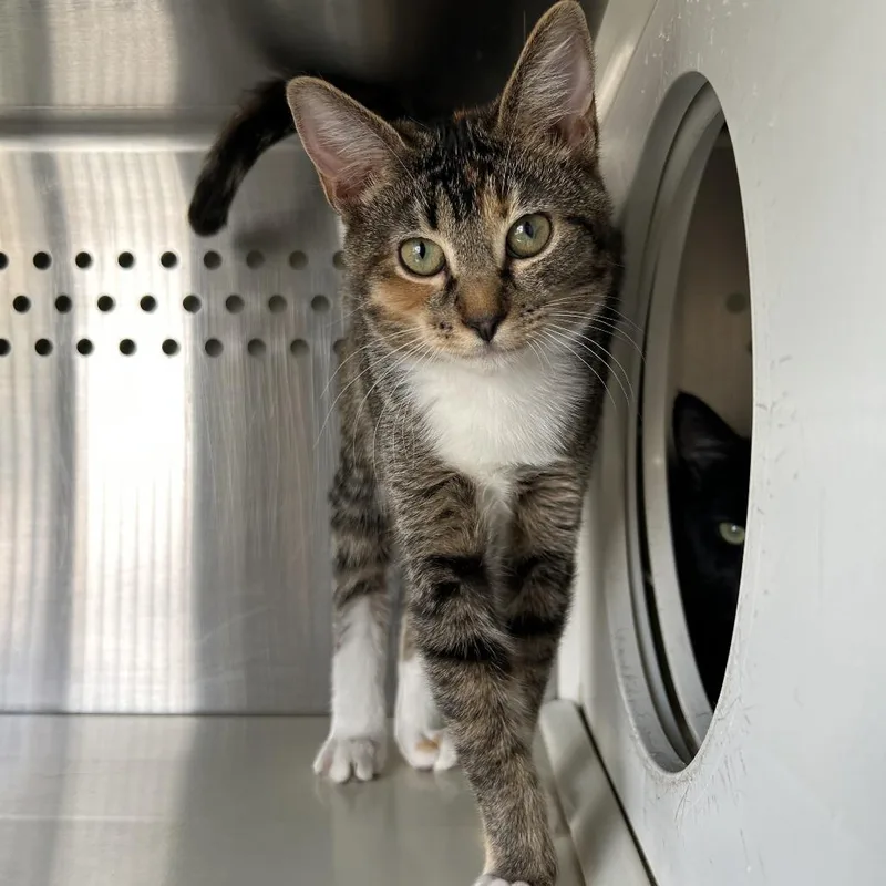 A baby small-sized female Brown / Chocolate Domestic Short Hair cat named Maraca KS for adoption in Denver, CO