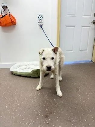 A senior medium-sized male Mixed Breed dog named Sawyer for adoption in South Bend, IN