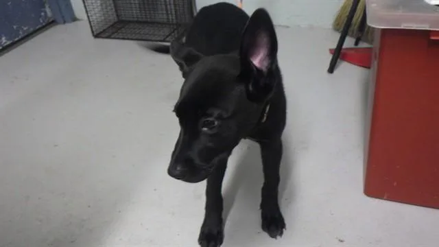 Roxy