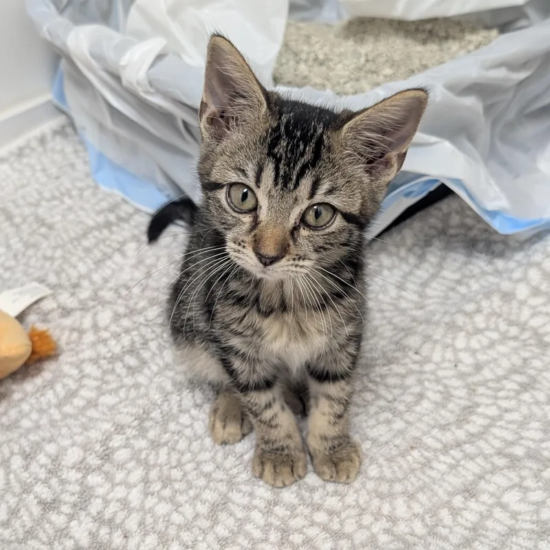 A baby medium-sized female Domestic Short Hair cat named Mantiss for adoption in St. Augustine, FL