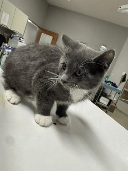 A baby small-sized male Domestic Short Hair cat named Romeo for adoption in Pequot Lakes, MN