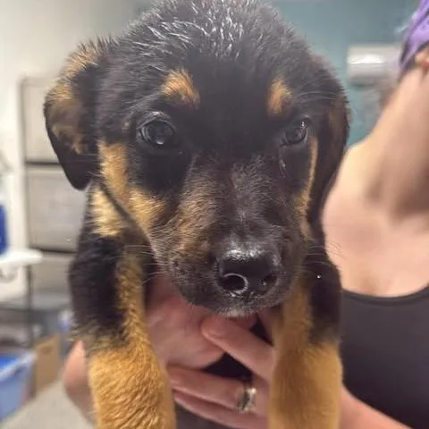 A baby small-sized female Black Mixed Breed dog named Simplicity for adoption in Fredericksburg, VA