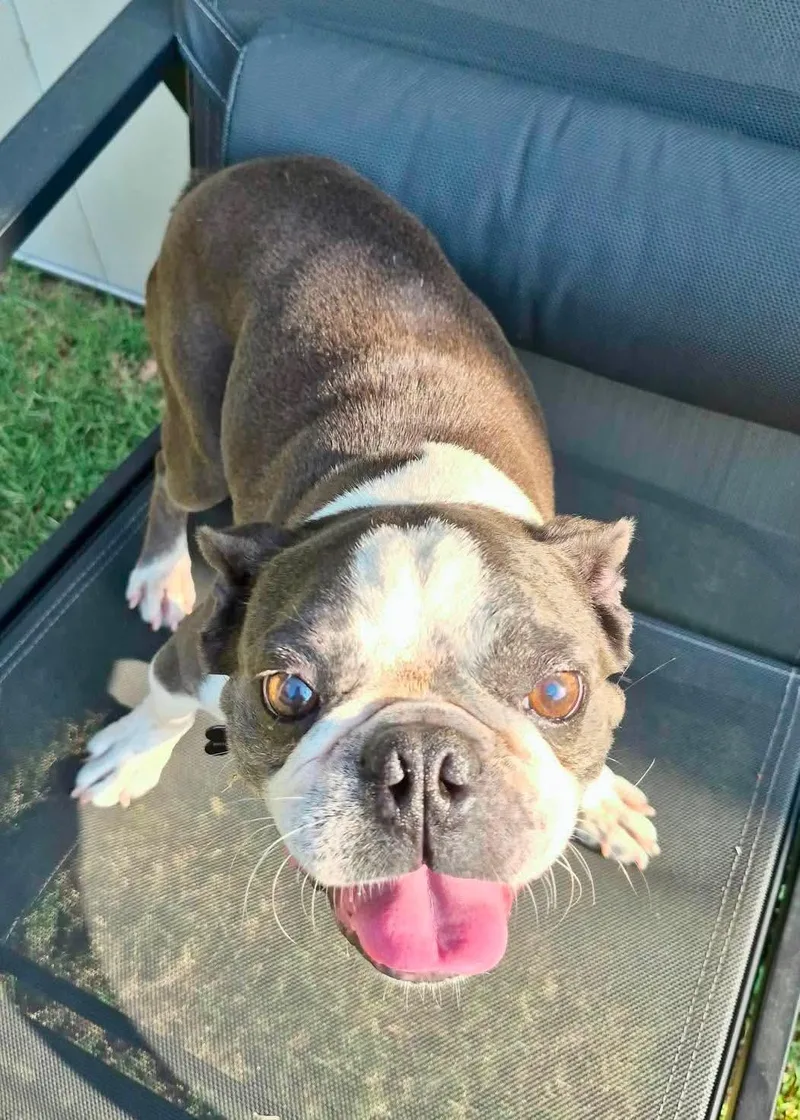 An adult medium-sized male Boston Terrier dog named Arrow for adoption in Muskogee, OK