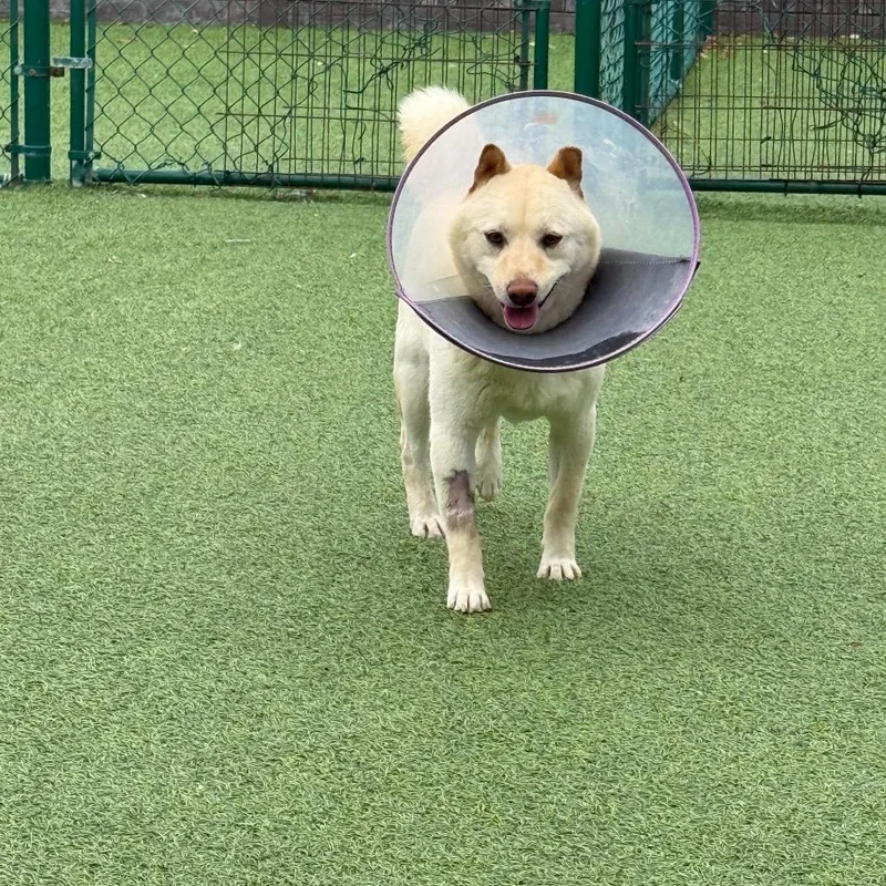 An adult small-sized male White / Cream Shiba Inu dog named Sweet William for adoption in LOXAHATCHEE, FL