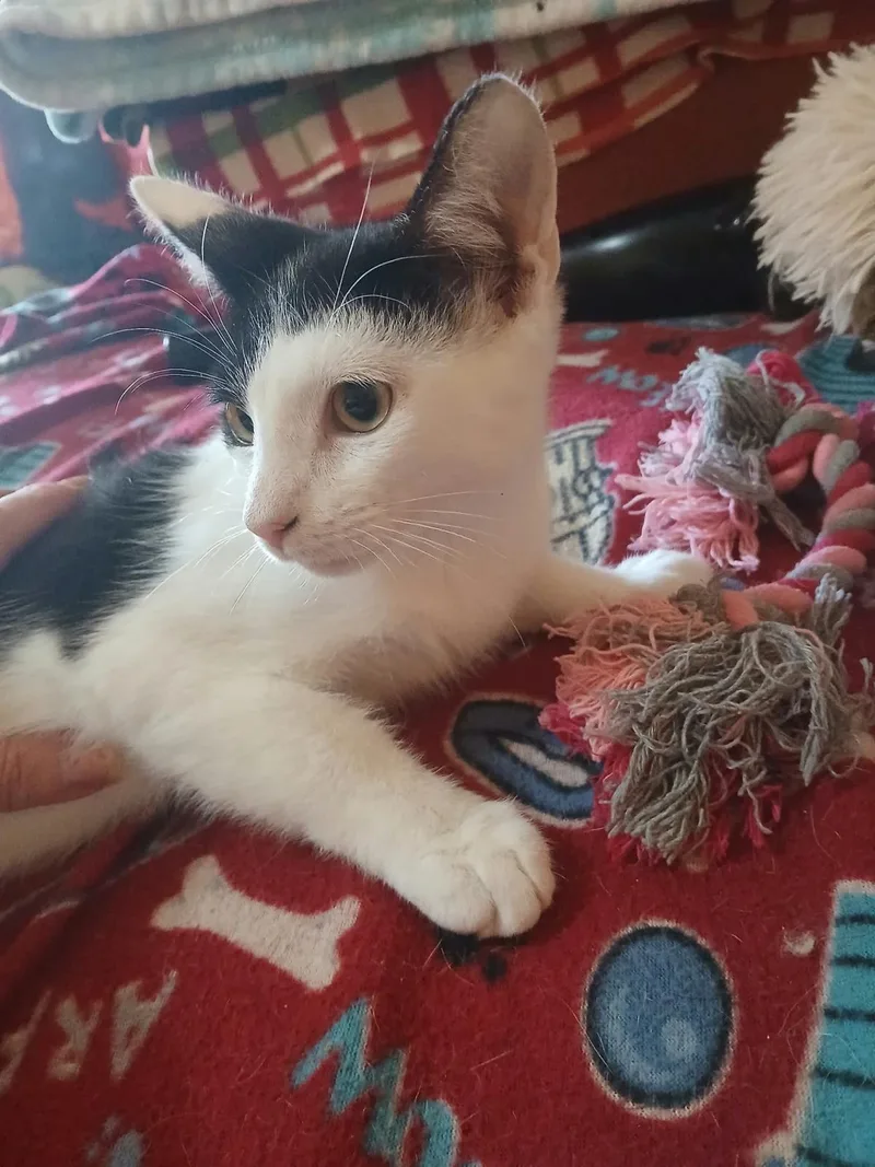 A baby small-sized male Black Domestic Short Hair cat named Sweetie Turner for adoption in Chandler, AZ