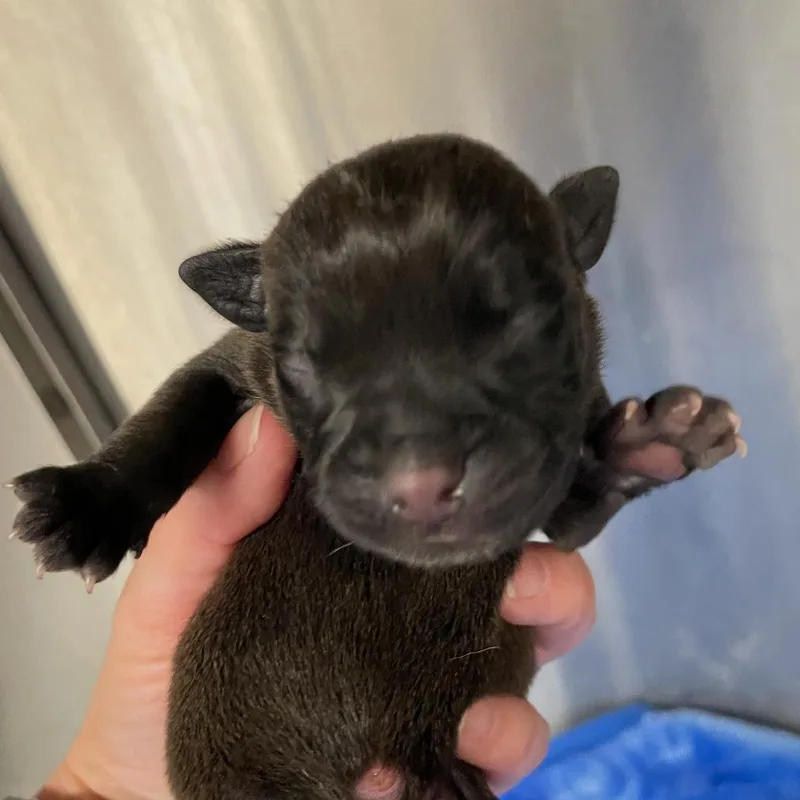 A baby small-sized male Black Pit Bull Terrier dog named Shamrock for adoption in Los Angeles, CA