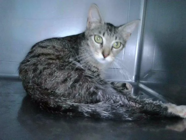 A young medium-sized female Domestic Short Hair cat named Deja Vu for adoption in Baldwin Park, CA