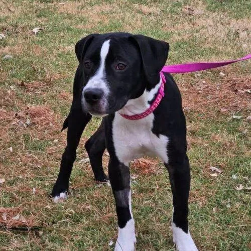 A baby medium-sized female Black Pit Bull Terrier dog named Lollie for adoption in Broken Arrow, OK