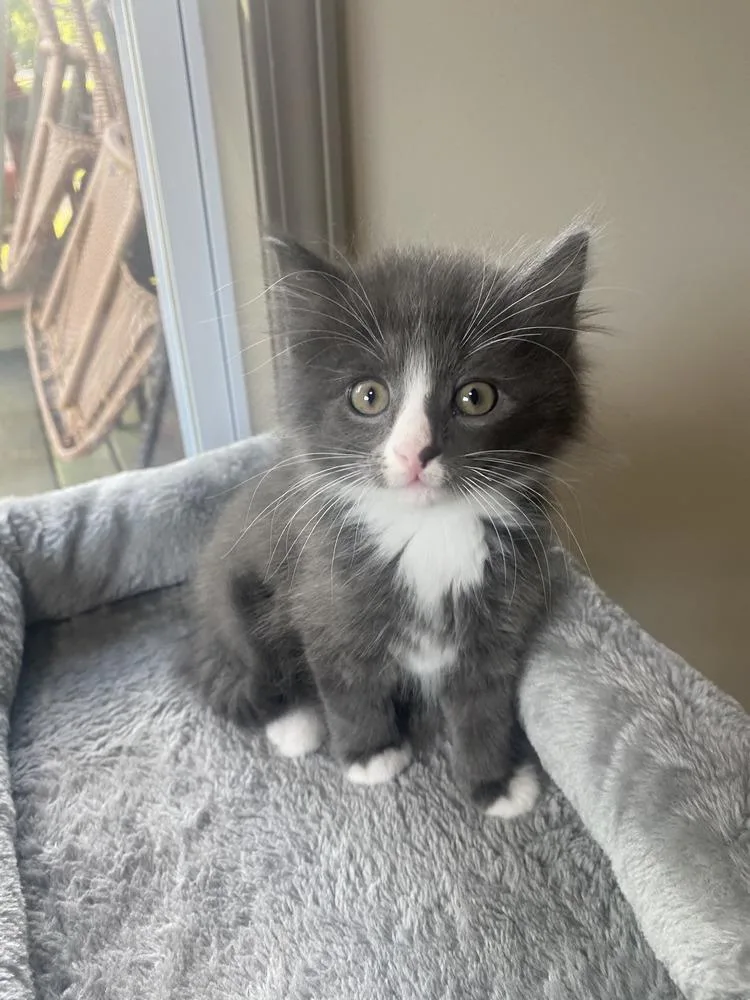 A baby small-sized male Gray & White Domestic Long Hair cat named Packer for adoption in Westfield, WI