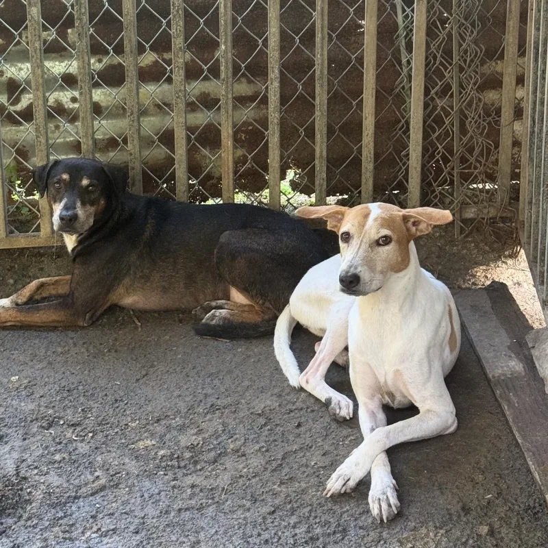 An adult medium-sized female Brown / Chocolate Mixed Breed dog named Ennie for adoption in Bayamon, PR