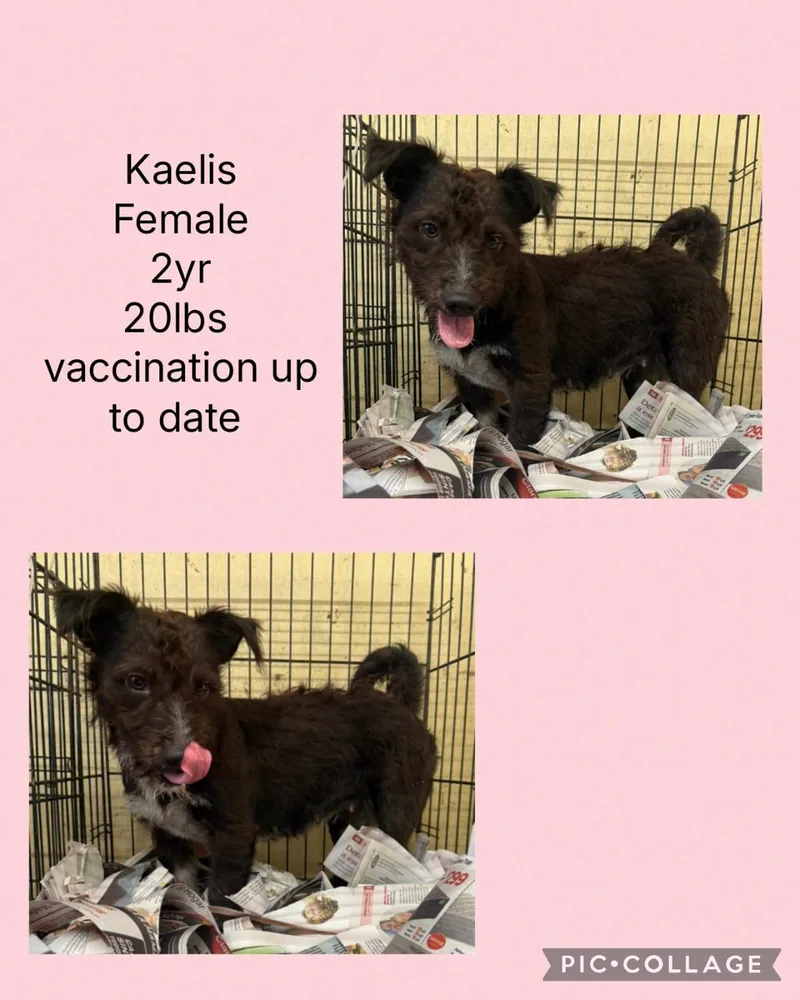 Kaelis thumbnail 2
