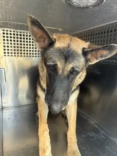 A young large-sized male German Shepherd Dog dog named David for adoption in Phoenix, AZ